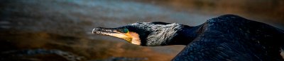Kormoran im Flug